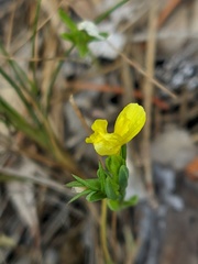 Linum nodiflorum