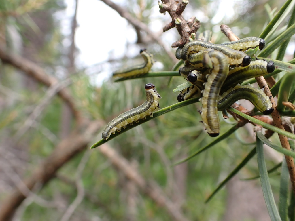 Neodiprion nigroscutum