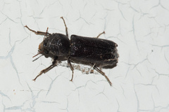 Amphicerus