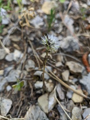 Picris pauciflora