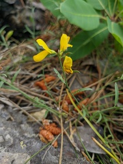 Genista depressa