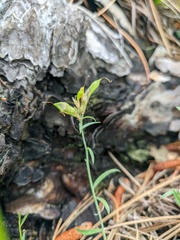 Genista depressa