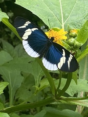 Heliconius eleuchia
