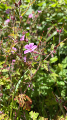 Geranium robertianum
