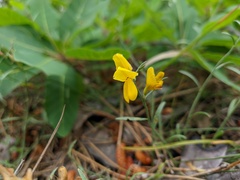 Genista depressa