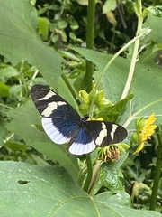 Heliconius eleuchia