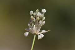Allium tenuiflorum