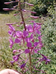 Chamaenerion angustifolium