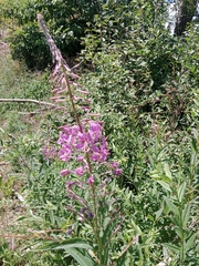 Chamaenerion angustifolium