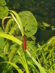 Crocothemis erythraea