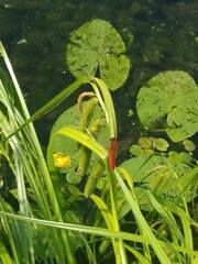 Crocothemis erythraea