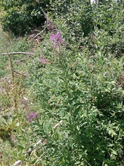 Chamaenerion angustifolium