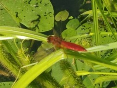 Crocothemis erythraea