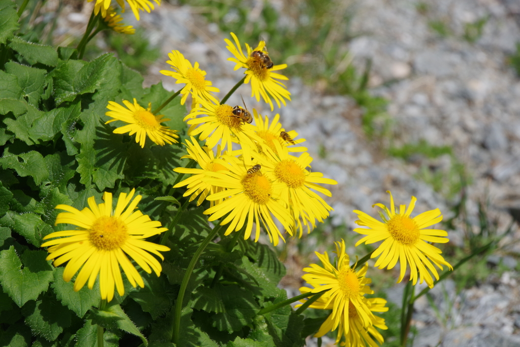 Doronicum carpaticum