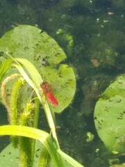 Crocothemis erythraea
