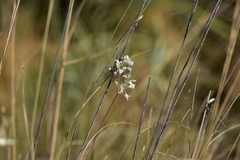 Allium tenuiflorum