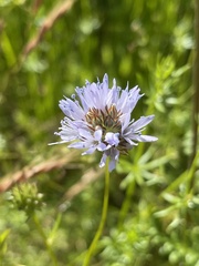Gilia capitata capitata