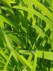 Platycnemis pennipes