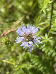 Gilia capitata capitata