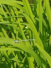 Platycnemis pennipes