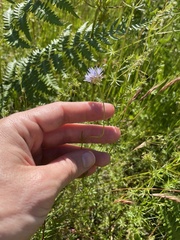 Gilia capitata capitata