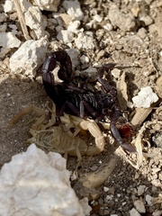Hottentotta judaicus