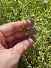 Gilia capitata capitata