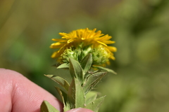 Pentanema spiraeifolium