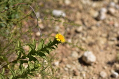 Pentanema spiraeifolium
