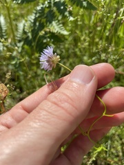 Gilia capitata capitata