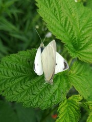Pieris rapae