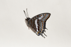 Charaxes saturnus