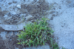 Digitaria sericea