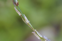 Digitaria sericea