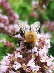 Bombus