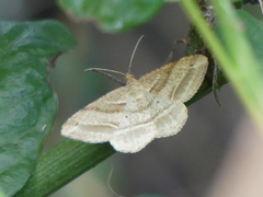Chiasmia furcata