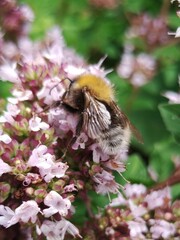 Bombus