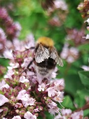 Bombus