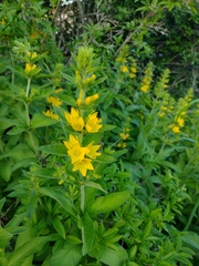 Lysimachia punctata