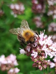 Bombus
