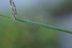 Digitaria sericea