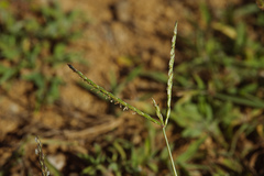 Digitaria sericea