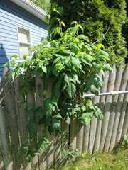 Toxicodendron radicans