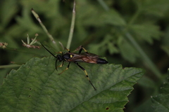 Ichneumon suspiciosus
