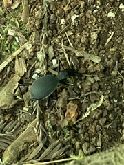 Scaphinotus angusticollis