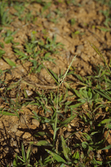 Digitaria sericea