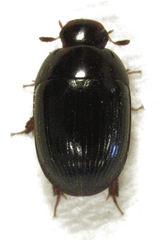 Dactylosternum abdominale