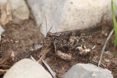 Trimerotropis cyaneipennis