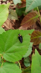 Hemithyrsocera palliata