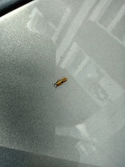 Batia lunaris